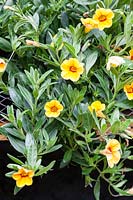 Calibrachoa 'Callie Yellow', syn. C. Cabaret deep Yellow' aka PBR 'Balcabdepy'. Veddw House Garden, Monmouthshire, South Wales. July 2017.  Garden created by Anne Wareham and Charles Hawes.