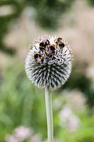 Echinops ritro with bumble bees