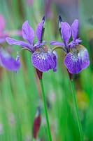Iris sibirica 'Tropic Night', May