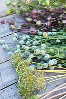 Seedheads - papaver, nigella and alliums harvested for drying