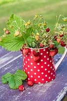 Floral arrangement with Fragaria vesca - Alpine Strawberries