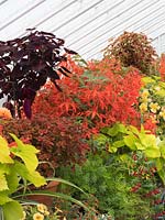 Greenhouse combination of orange begonias with lime and purple leaved coleus