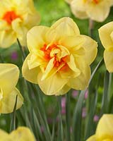 Narcissus 'Watford'