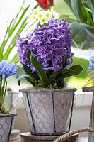 Hyacinthus in pot