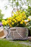 Narcissus 'Tete a Tete' in basket