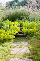 Stone path and steps, with Leptinella squalida in between paving stones, Euphorbia seguieriana subsp. niciciana, Molinia caerulea ssp. arundinacea 'Skyracer', Gladiolus papilio 'Ruby'