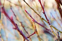 Salix fargesii buds in early Spring