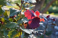 Corylus avellana 'Red Zellernus' foliage - Red Filbert hazel 