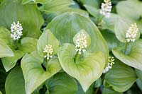 Maianthemum bifolium var. kamtschaticum - Dwarf False Lily of the Valley