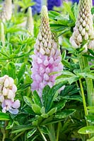Lupinus 'Blossom' flowering in May 