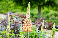 Lupinus 'Gladiator' - Lupin flowering in May