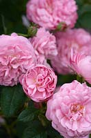 Rosa 'Belle Amour'