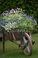 Lobelias, geraniums, thyme and fuschia in old wooden wheelbarrow.