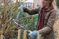 Pruning a Cornus sanguinea - lady cutting back branches with loppers