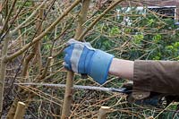 Pruning a Cornus sanguinea - lady using pruning saw to remove large branches