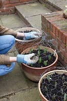 Placing wire netting over potted tulips to prevent squirrel damage to bulbs