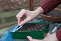 Placing seed tray into polythene bag, propagating bench in heated greenhouse. Tomato 'Costoluto Fiorentino'