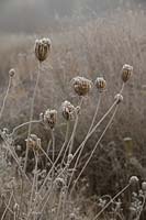 Heracleum sphondylium. Frosted seed heads of Hogweed