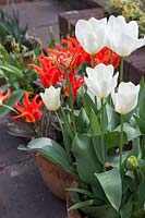 Tulipa 'White Emperor', with 'Rigas Barikades' and 'Double Sundowner', in terracotta pots