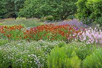 Aster, Helenium, Verbena bonariensis, Sidalcea candida 'My love' -  Millennium Garden - Pensthorpe Gardens, Norfolk - Late July 2017