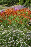 Aster cordifolius 'Little Carlow. Helenium 'Rubinswerg', Verbena bonariensis, Sidalcea candida 'My Love', Phlox paniculata -  Millennium Garden - Pensthorpe Gardens, Norfolk - Late July 2017