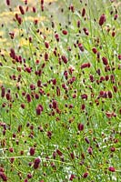 Sanguisorba officinalis - Millennium Garden - Pensthorpe Gardens, Norfolk - Late July 2017