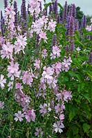 Sidalcea candida 'My Love' with Agastache foeniculum - Millennium Garden - Pensthorpe Gardens, Norfolk - Late July 2017