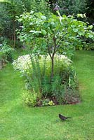 Young quince tree in island bed with blackbird on lawn and white flowers