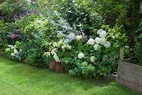 Hydrangea arborescens 'Annabelle' in shady border with shrubs