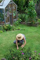 Weeding lawn by hand in garden with greenhouse