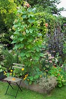 Runner beans 'Sunset' in veg bed with painted green chair