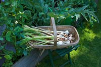 Harvested garlic in wooden trug