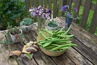 Picked runner beans on garden table with sweet peas and succulents