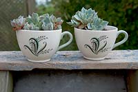 Echeveria plants in two china cups
