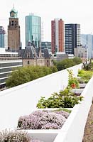 Rooftop kitchen garden in the centre of Rotterdam, Holland.