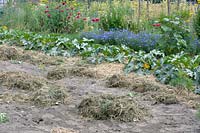 Dried grass ready to spread. Overview garden with beans, courgettes flowers and wild flowers.