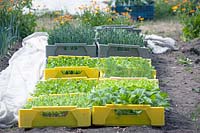 Young plants in yellow plastic crates waiting to be planted