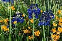 Agapanthus 'Quink Drops' with Crocosmia