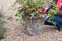 Woman planting Ivy into stone container