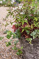 Stone container with Ivy, Deutzia Lemoinei and Heuchera 'Boysenberry'