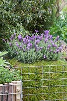 Gabion container filled with Lavandula Stoechas