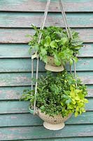 Hanging colander filled with mixed salad and herbs
