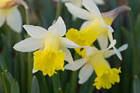 Narcissus 'Topolino'