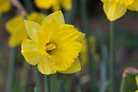Narcissus obvallaris