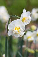 Narcissus 'Cheerfulness'