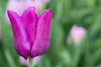 Tulipa 'Passionale'