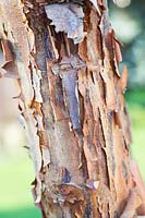 Acer griseum, Paperbark maple. 