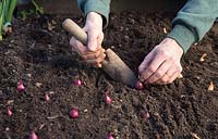 Planting Onion 'Kanyan' bulbs in soil, ensuring bulbs are spread out