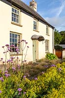 Terrace at side of the house. Erigeron karvinskianus, Alchemilla mollis. Verbena bonariensisHill House, Glascoed, Monmouthshire, Wales. 