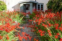 The Farmyard Garden. Crocosmia 'Lucifer', Leymus arenarius. Parrotia persica grown as standards. Hill House, Glascoed, Monmouthshire, Wales. 